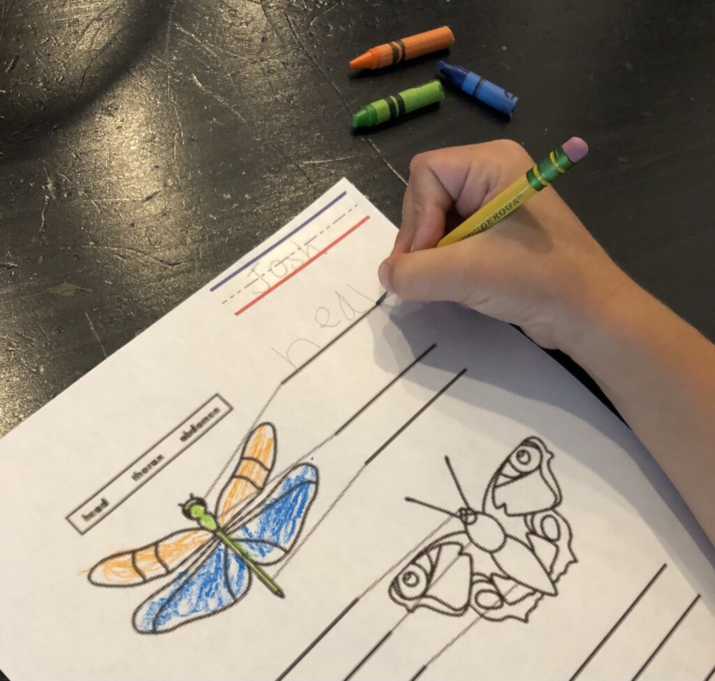 Student using a golf pencil and broken crayons to complete a scientific worksheet about insects in kindergarten